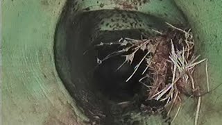 Example Of Why A Junction Patch Is So Important! by Revolution Pipe Relining
